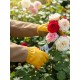 GRINDA ROSE, M (8), кожаные садовые перчатки для колючих кустарников с увеличенной крагой, усиленная ладонь и кончики пальцев, PRO Line (11303-M)