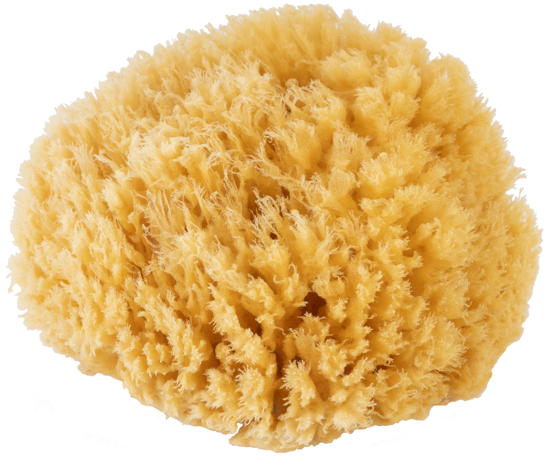 Губка натуральная морская, для декорирования, 12/13 см (30-2002)