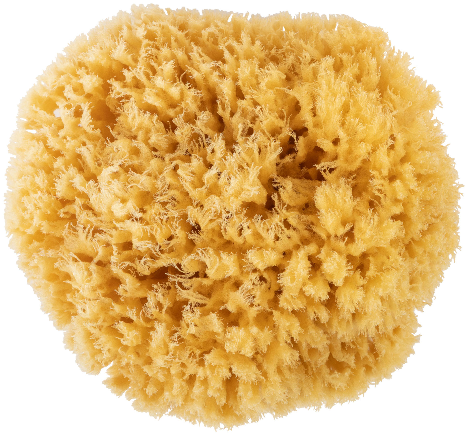 Губка натуральная морская, для декорирования, 12/13 см (30-2002)