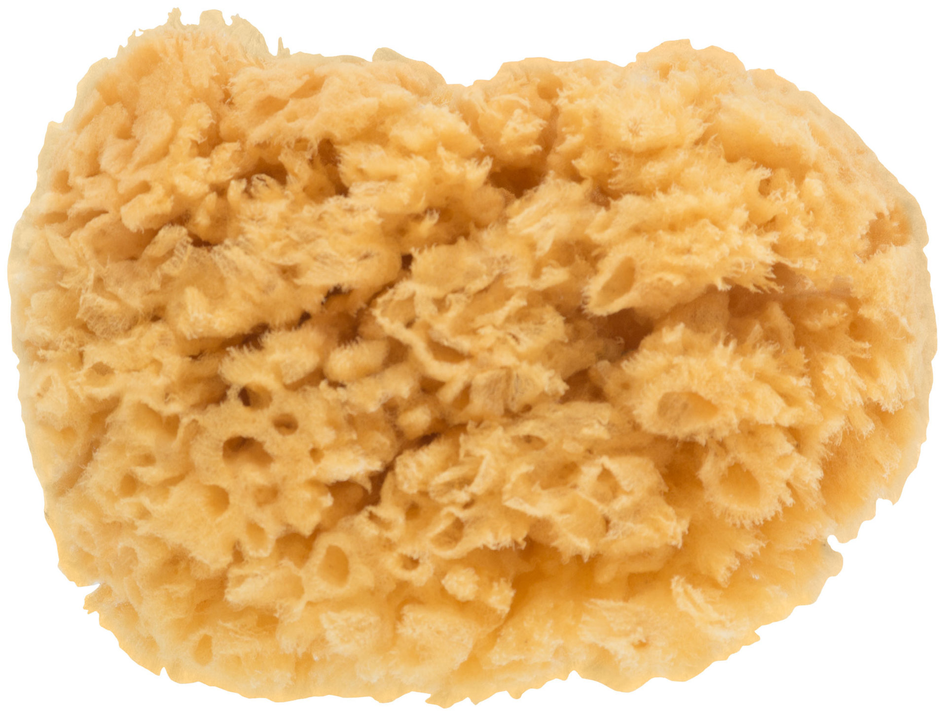 Губка натуральная морская, для декорирования, 100х110 мм (30-2001)