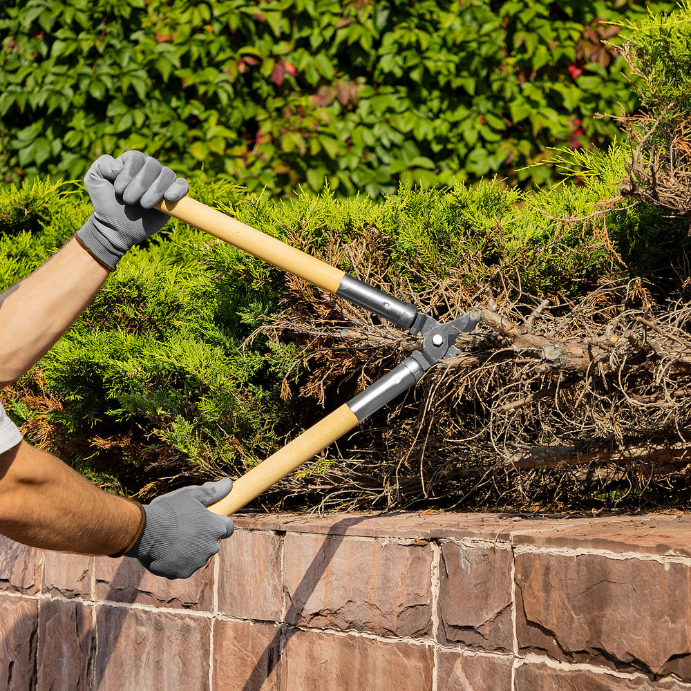 Сучкорез прямого реза, 500 мм, деревянные рукоятки, Горизонт, (60815)